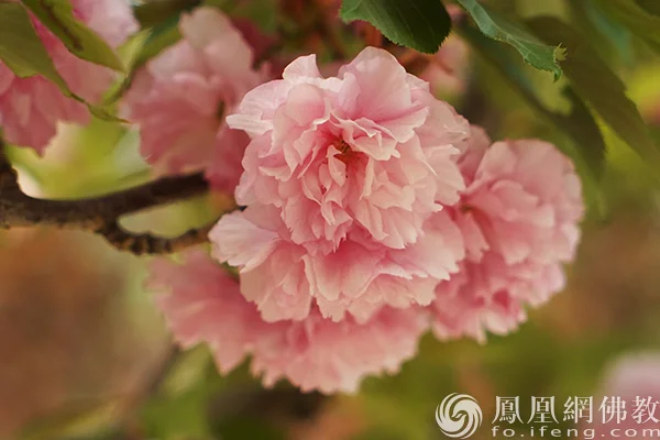 图片来源：凤凰网佛教文化 摄影：闫秀勇