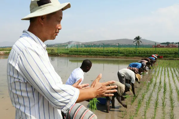 ● 农业专家姜代明在布隆迪西北部布班扎省吉汉加乡指导农民种植水稻。图片来源：新华社