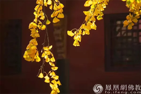 图片来源：凤凰网佛教文化 摄影：十愿