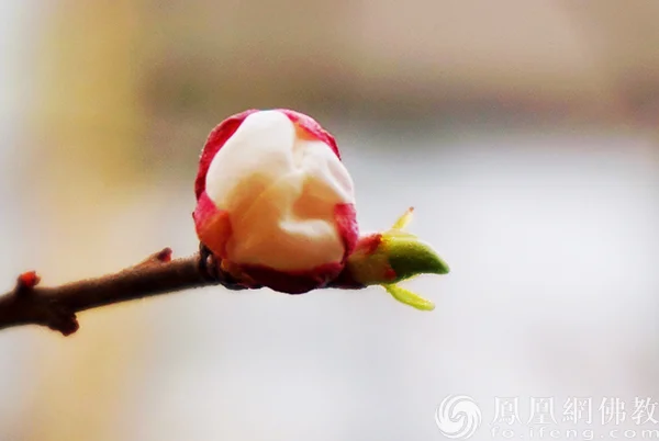 图片来源：凤凰网佛教文化 摄影：闫秀勇