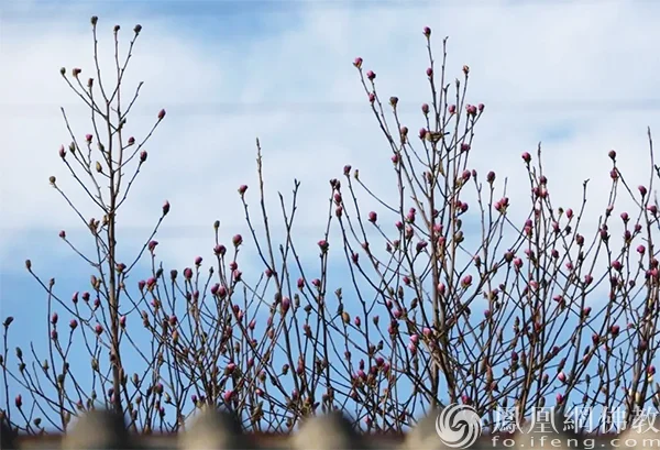 图片来源：凤凰网佛教文化 摄影：李婷