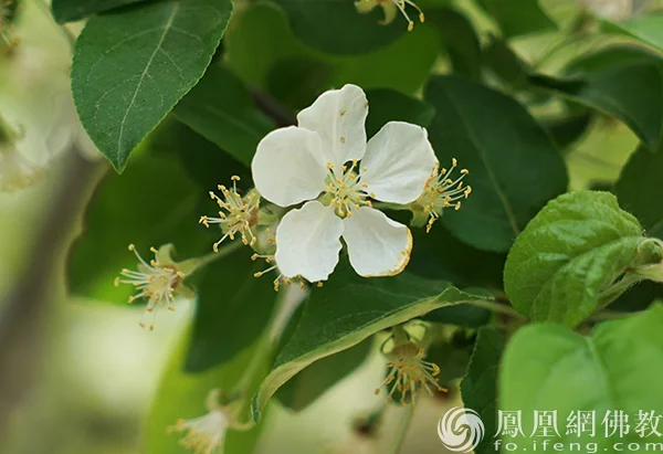 图片来源：凤凰网佛教文化 摄影：闫秀勇