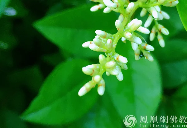 图片来源：凤凰网佛教文化 摄影：闫秀勇