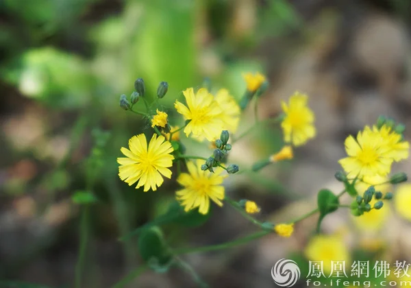图片来源：凤凰网佛教文化 摄影：闫秀勇