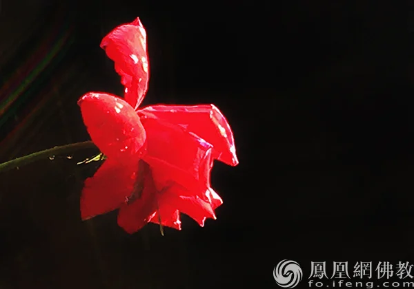 图片来源：凤凰网佛教文化 摄影：闫秀勇
