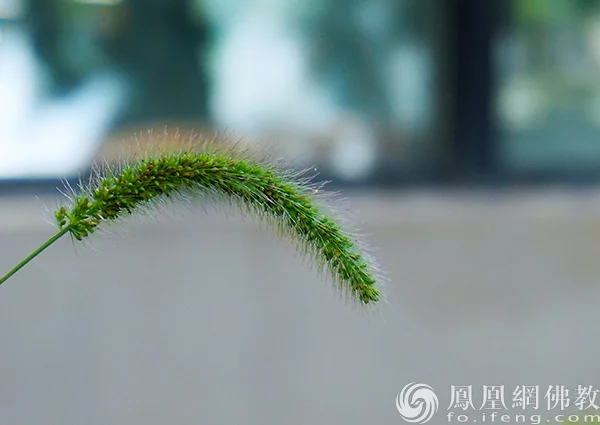 图片来源：凤凰网佛教文化 摄影：闫秀勇