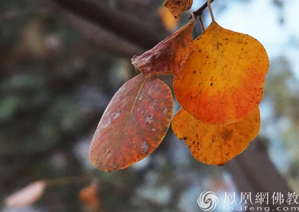 图片来源：凤凰网佛教文化 摄影：闫秀勇