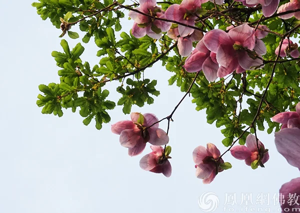 图片来源：凤凰网佛教文化 摄影：闫秀勇