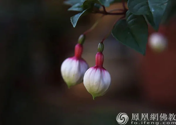 图片来源：凤凰网佛教文化 摄影：十愿