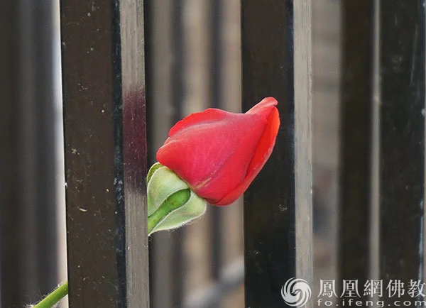 图片来源：凤凰网佛教文化 摄影：闫秀勇