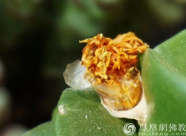 图片来源：凤凰网佛教文化 摄影：闫秀勇