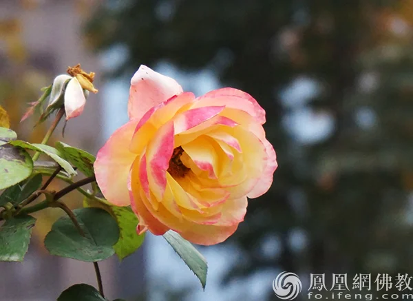 图片来源：凤凰网佛教文化 摄影：闫秀勇