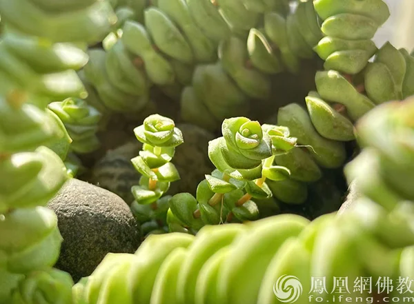 图片来源：凤凰网佛教文化 摄影：程振敏