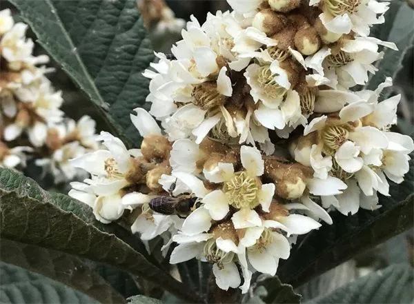 枇杷花蜂蜜的功效与作用，枇杷蜜有什么好处？（枇杷花蜂蜜水的作用与功效与禁忌）