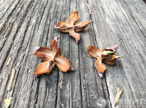 图片来源：凤凰网佛教文化 摄影：闫秀勇