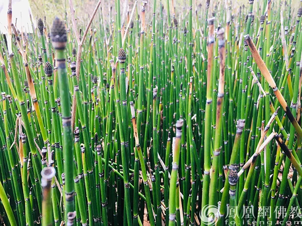 图片来源：凤凰网佛教文化 摄影：闫秀勇