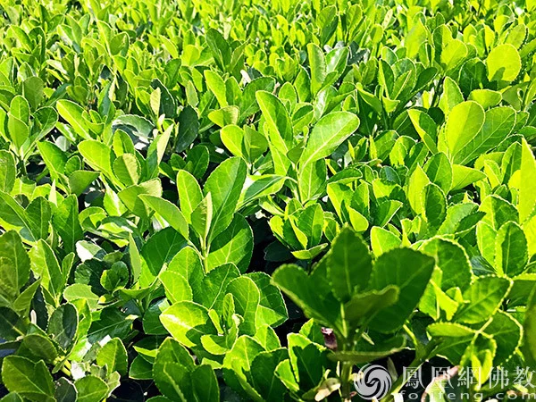图片来源：凤凰网佛教文化 摄影：闫秀勇