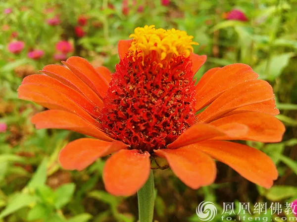 图片来源：凤凰网佛教文化 摄影：闫秀勇