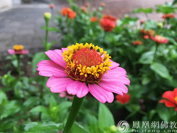 图片来源：凤凰网佛教文化 摄影：闫秀勇