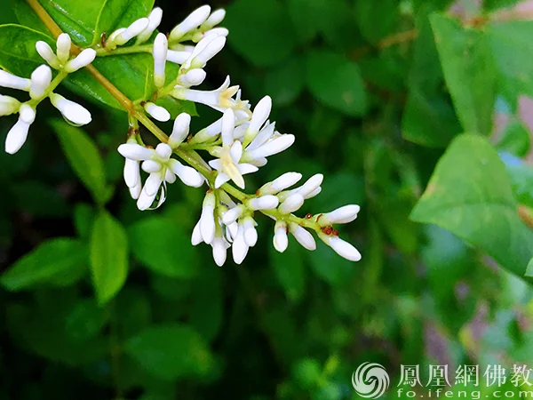 图片来源：凤凰网佛教文化 摄影：闫秀勇