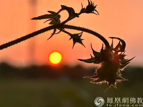 图片来源：凤凰网佛教文化 摄影：李保华