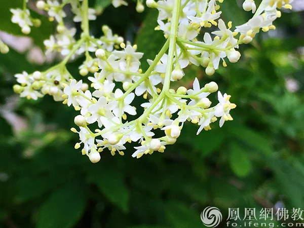 图片来源：凤凰网佛教文化 摄影：闫秀勇