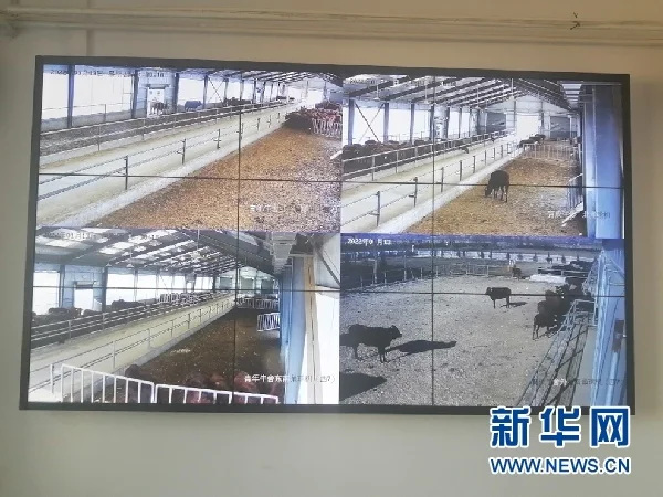 产业“链”起来 “平凉红牛”这样“犇”-平凉红牛集团老板是哪里人