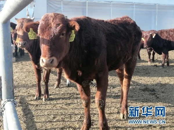 产业“链”起来 “平凉红牛”这样“犇”-平凉红牛集团老板是哪里人