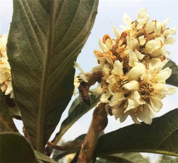 吃枇杷蜜的好处，枇杷蜜的功效与作用是什么？（枇杷蜜的营养功效和食用禁忌图片）