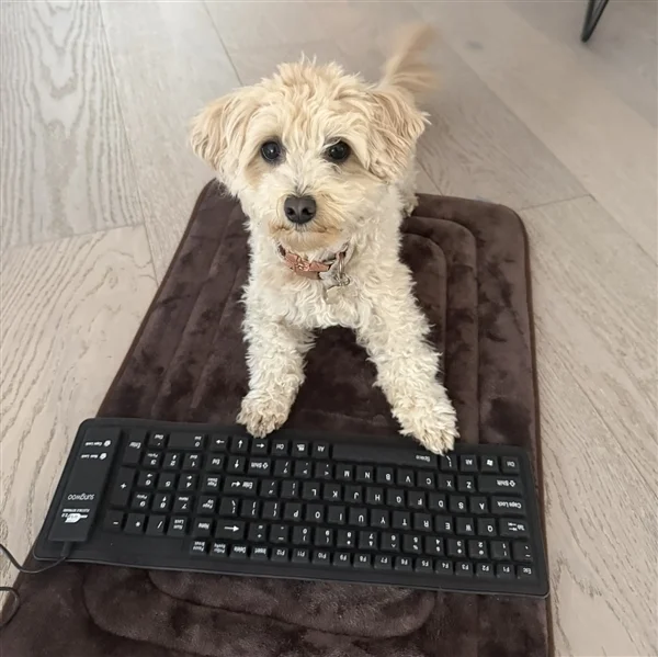 离谱!工程师让小狗乱按键盘:AI竟真把乱码做成了游戏