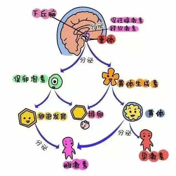 满满干货（假怀孕血hcg会高吗）假怀孕血检查得出来吗 第5张