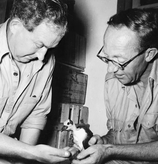 阿尔夫·伍兹（右）和杰克·莱斯特正在给白颈岩鹛雏鸟喂食