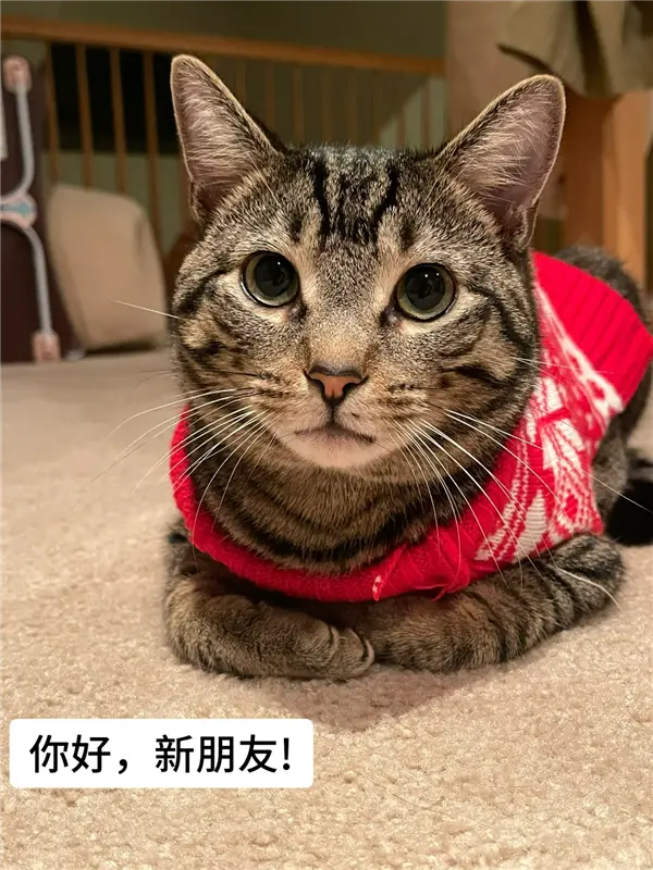 美国网友涌入小红书交猫税：话题笔记已超3000篇