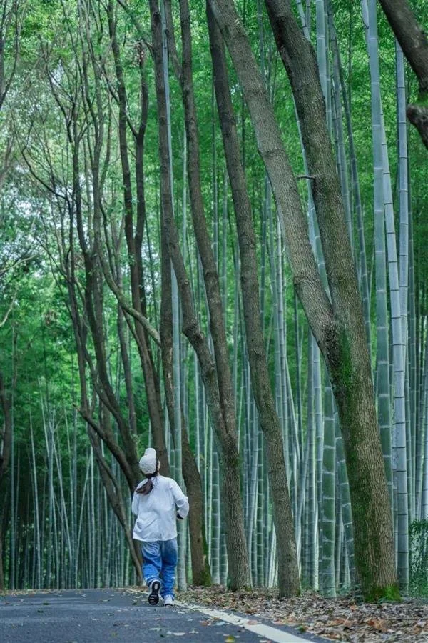 夏季漫步咸宁竹林，度过身心舒畅时光-咸宁竹子博物馆诗词