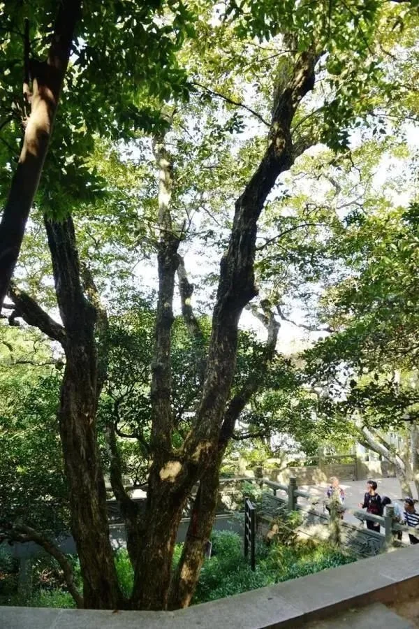 图：慧济寺内的仅存的野生普陀鹅耳枥