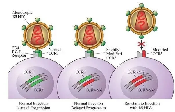 HIV 感染与 CCR5 细胞膜蛋白 图源：参考资料 4