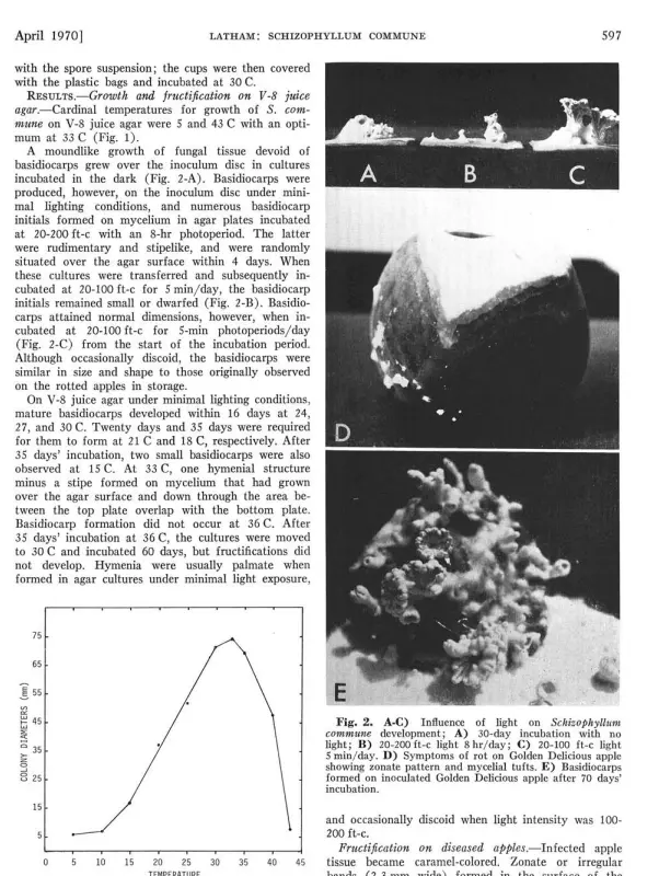 Latham, A. J. (1970). Development of apple fruit rot and basidiocarp formation by Schizophyllum commune. Phytopathology, 60(4), 596-598.