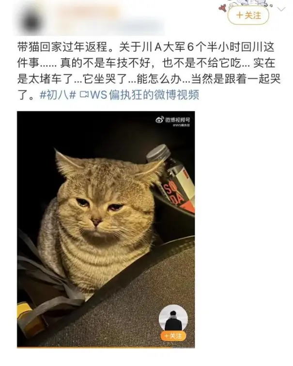 有人吐槽说因为堵车，自己车上的猫都哭了……