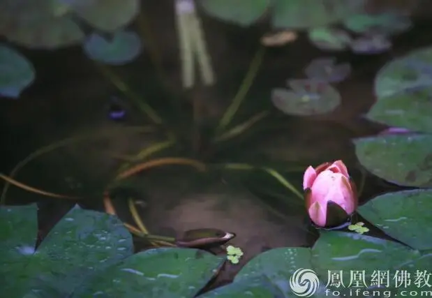 图片来源：凤凰网佛教文化 摄影：十愿