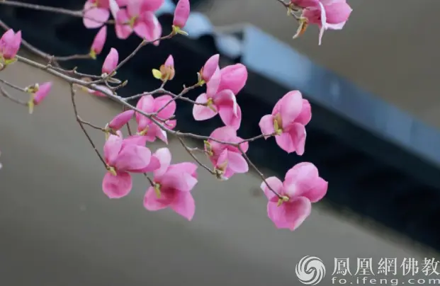 图片来源：凤凰网佛教 摄影：十愿