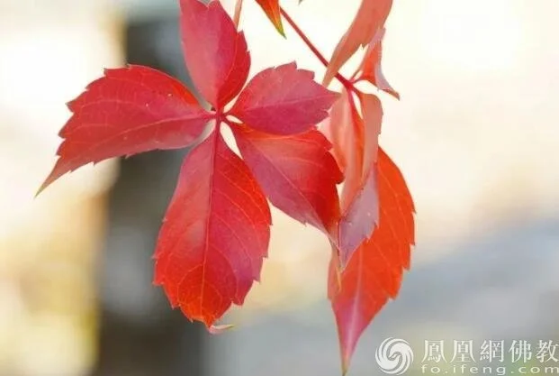 图片来源：凤凰网佛教 摄影：十愿