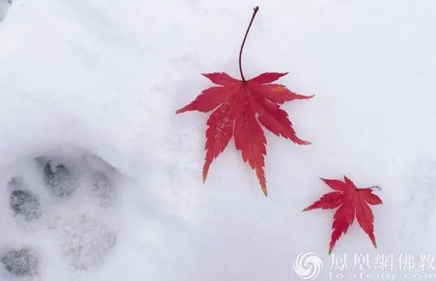 图片来源：凤凰网佛教文化 摄影：十愿