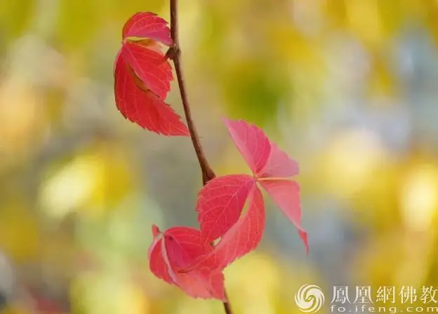 图片来源：凤凰网佛教文化 摄影：十愿