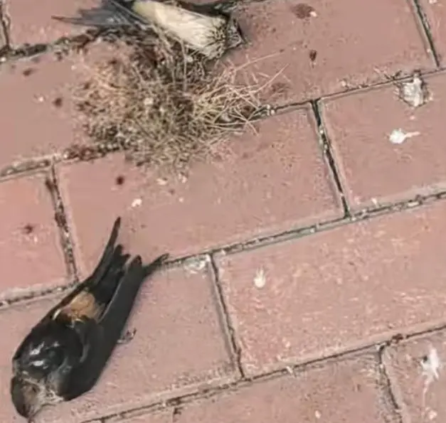 网友拍摄死亡燕子图/视频截图