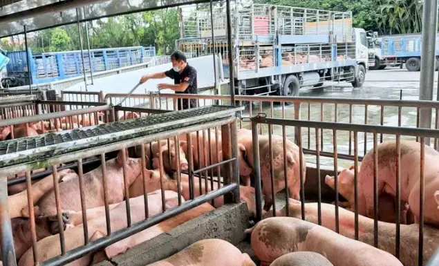 台媒称，台湾生猪每公斤交易价格破90元，创历史新高。（图片来源：台媒）