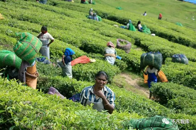 茶叶出口排名第一的国家不是我国？全国茶叶库存百万吨，流去哪了（茶叶出口第一的国家）