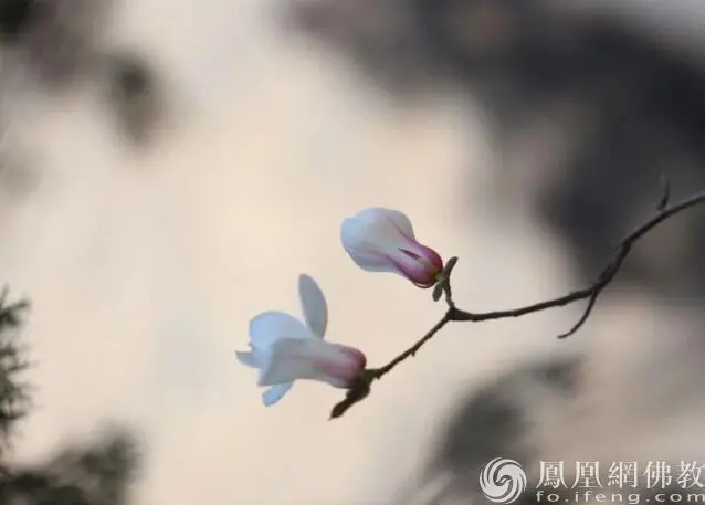 图片来源：凤凰网佛教文化 摄影：李婷