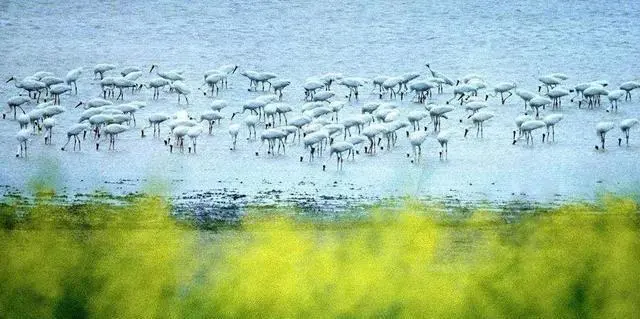 我国最大的淡水湖（我国最大的淡水湖位于江西的什么湖） 第2张