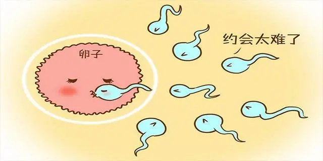 长期不孕，也可能是男性的原因，少精！无精！死精！该如何治疗？-无精症如何怀孕