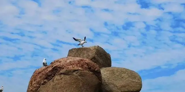 山东龙口桑岛三天两晚旅游详细攻略，第二天，赶海，钓鱼，下海-龙口桑岛旅游攻略2019